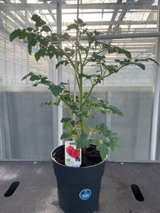 Afbeelding van Tomaat. Ronde Tomaat TP23 cm